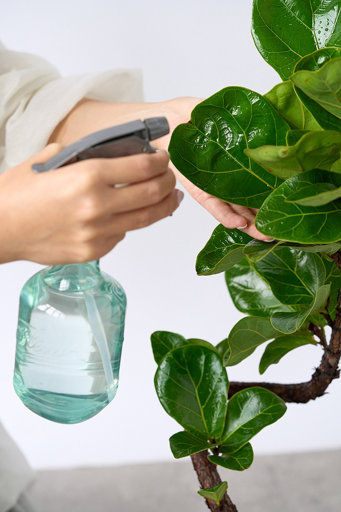 観葉植物 カシワバゴム バンビーノ曲がり（6号鉢）の写真5枚目