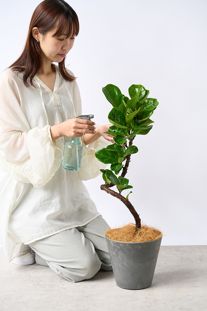 観葉植物 カシワバゴム バンビーノ曲がり（6号鉢）の写真6枚目