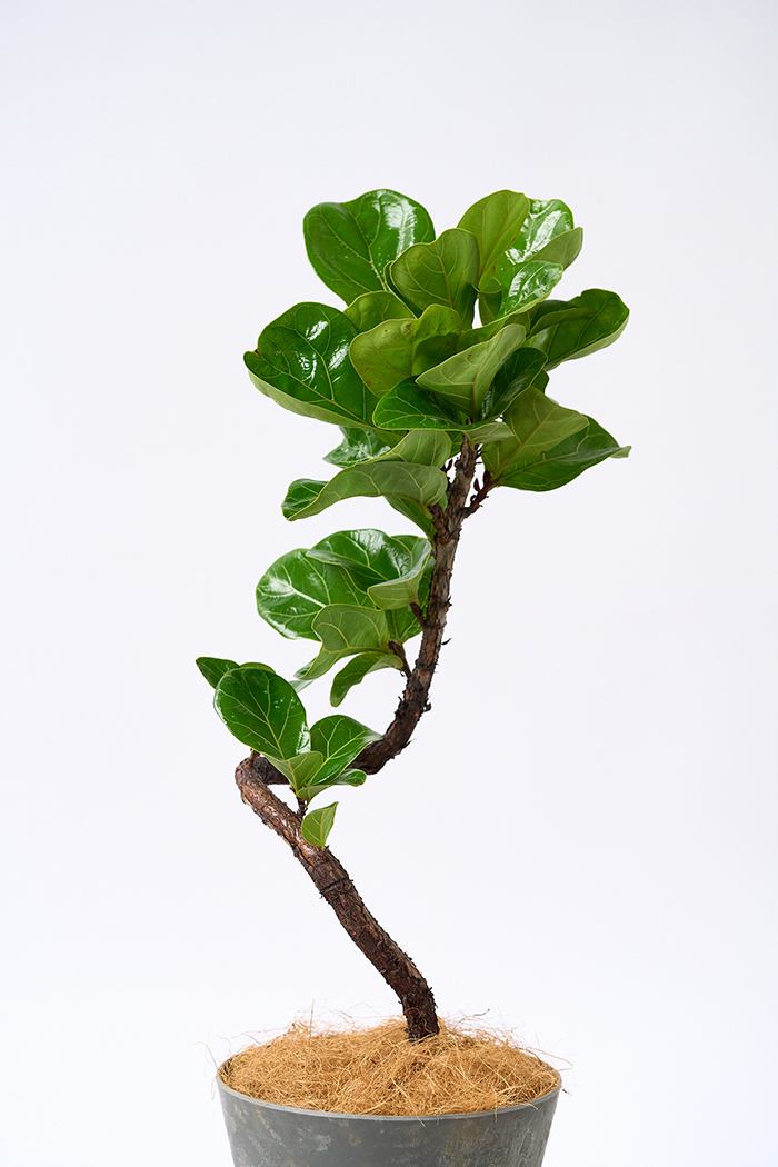 観葉植物 カシワバゴム バンビーノ曲がり（6号鉢）の写真7枚目