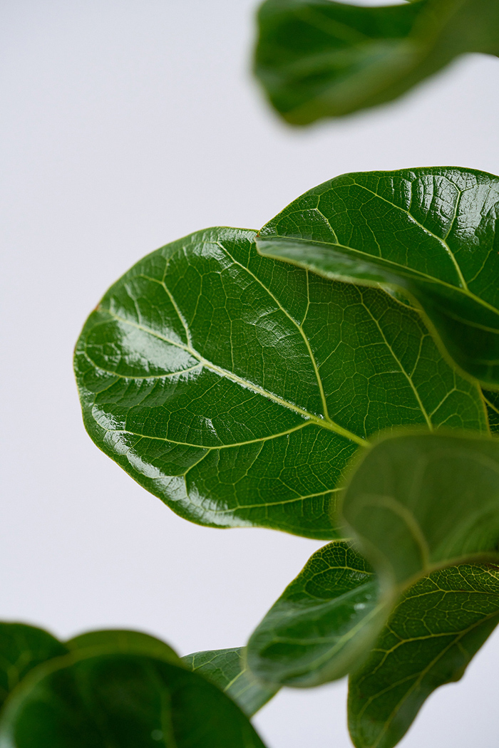 観葉植物 カシワバゴム バンビーノ曲がり（6号鉢）の写真8枚目