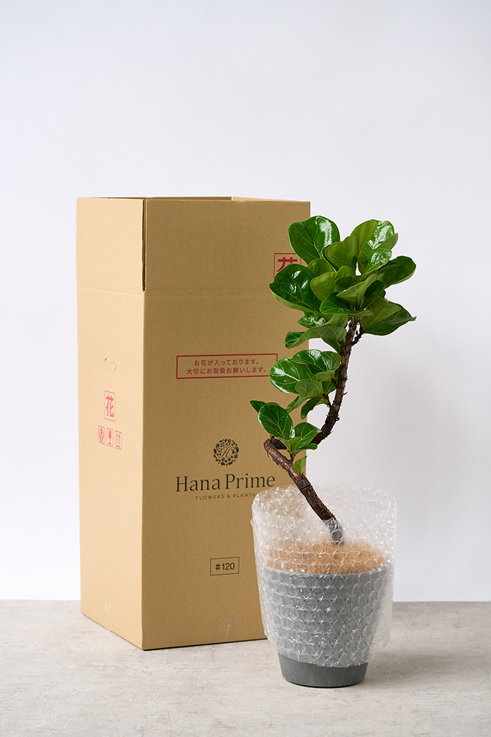 観葉植物 カシワバゴム バンビーノ曲がり（6号鉢）の写真10枚目
