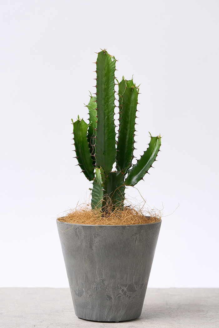観葉植物 ユーフォルビア ダイウンカク（4号鉢）｜HanaPrime（ハナ