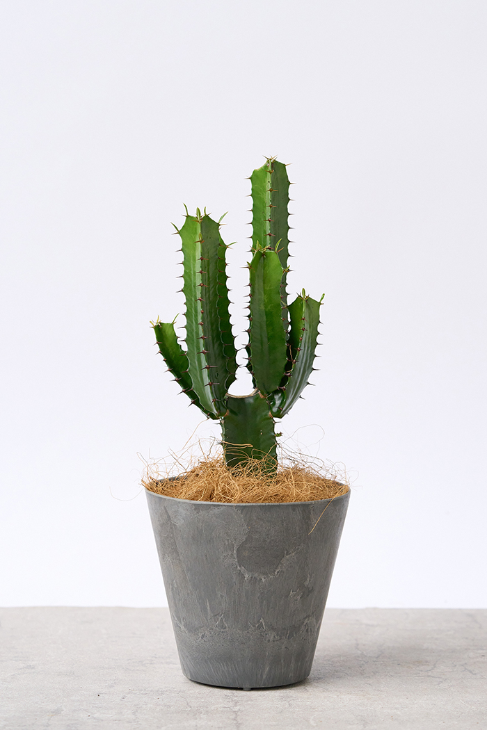観葉植物 ユーフォルビア ダイウンカク(4号鉢)|HanaPrime(ハナ 観葉植物 ユーフォルビア ダイウンカク(4号鉢)|HanaPrime(ハナ