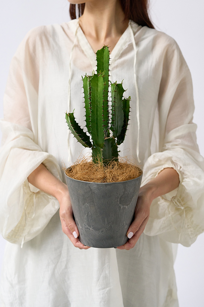 観葉植物 ユーフォルビア ダイウンカク（4号鉢）｜HanaPrime（ハナ