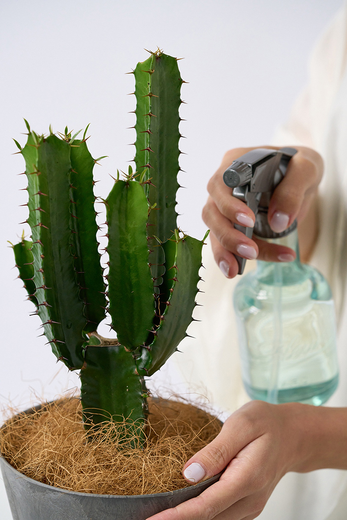 観葉植物 ユーフォルビア ダイウンカク（4号鉢）の写真5枚目