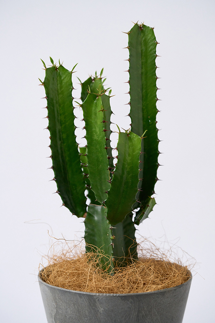 ダイウンカク　♻️リユース観葉植物 観葉植物 ユーフォルビア ダイウンカク（4号鉢）｜HanaPrime（ハナ