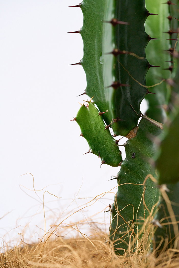 観葉植物 ユーフォルビア ダイウンカク（4号鉢）の写真7枚目