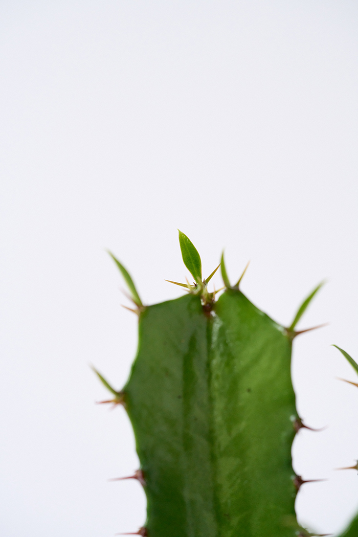 観葉植物 ユーフォルビア ダイウンカク（4号鉢）の写真8枚目