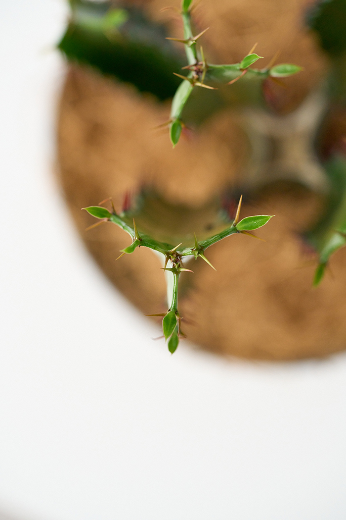 観葉植物 ユーフォルビア ダイウンカク（4号鉢）の写真9枚目