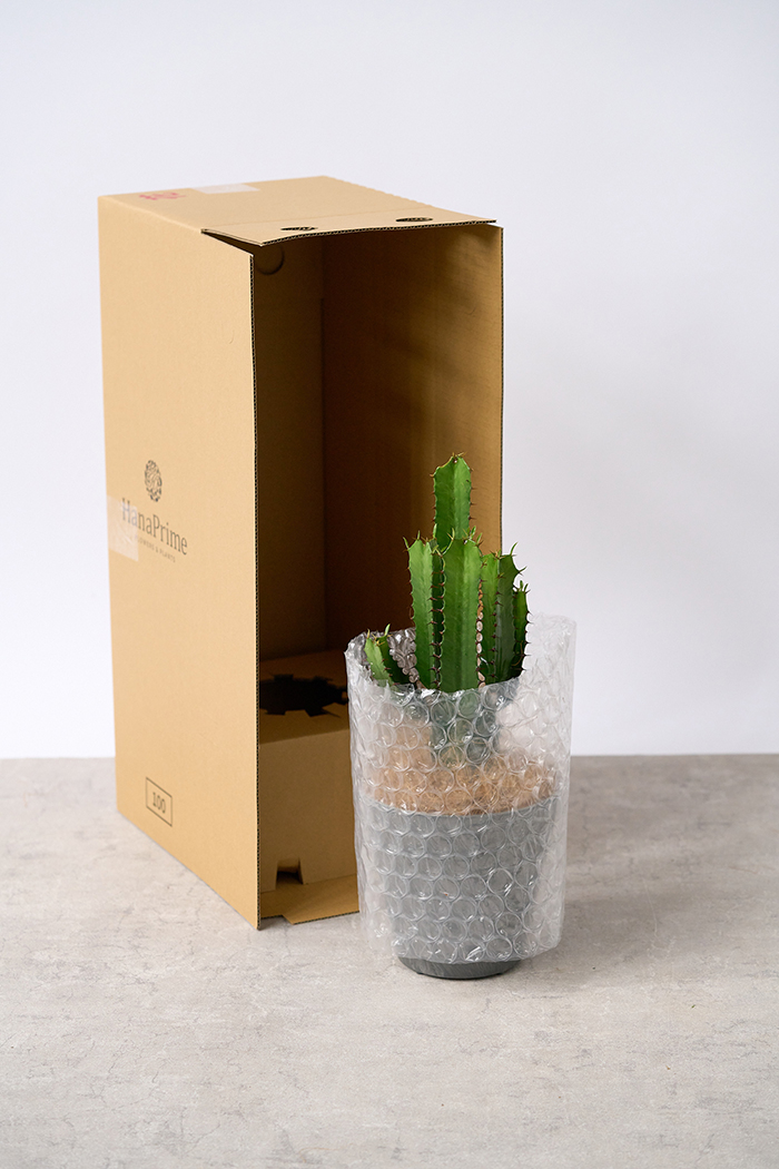 観葉植物 ユーフォルビア ダイウンカク（4号鉢）｜HanaPrime（ハナ