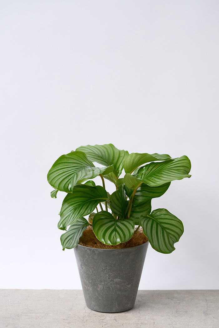 観葉植物 カラテア オルビフォリア