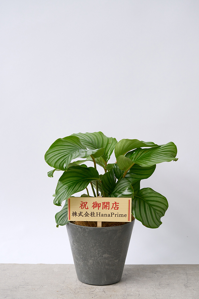 観葉植物 カラテア オルビフォリア（6号鉢）