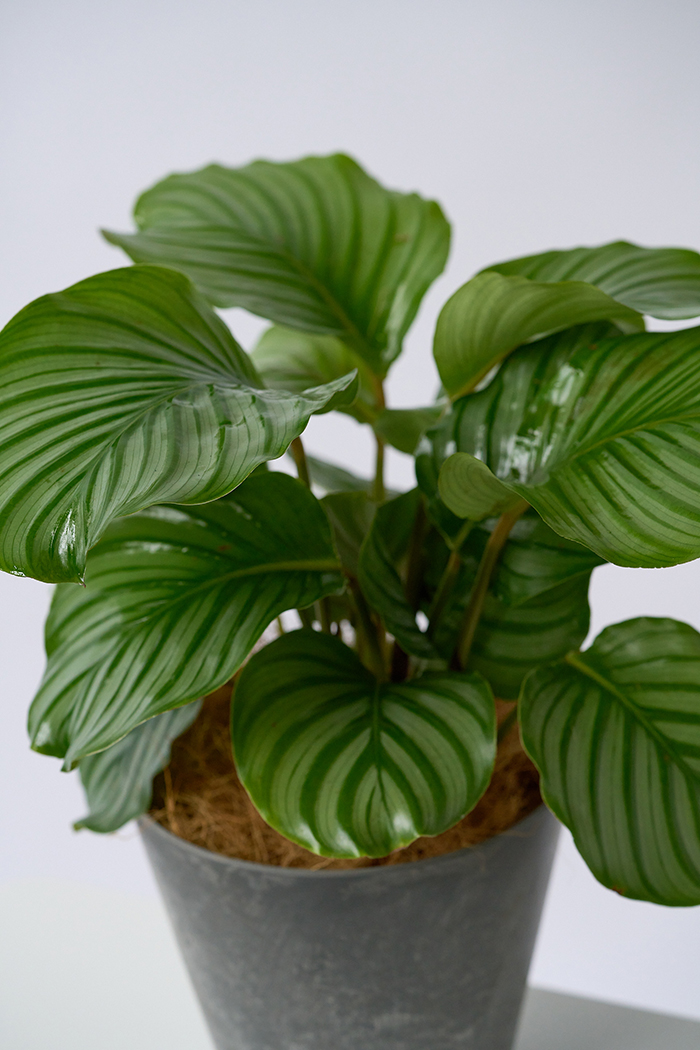 観葉植物 カラテア オルビフォリア（6号鉢）の写真7枚目