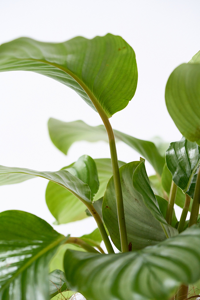 観葉植物 カラテア オルビフォリア（6号鉢）の写真8枚目