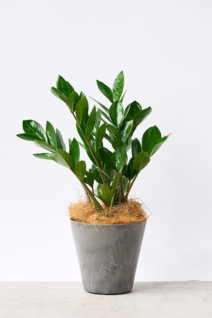 観葉植物 ザミオクルカス（4号鉢）｜HanaPrime（ハナプライム）