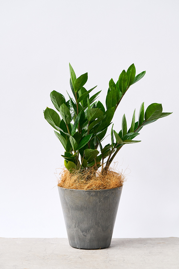 観葉植物 ザミオクルカス（4号鉢）｜HanaPrime（ハナプライム）