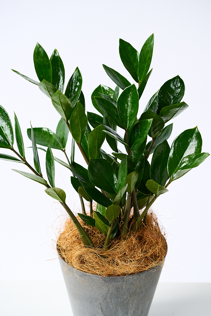 観葉植物 ザミオクルカス（4号鉢）｜HanaPrime（ハナプライム）