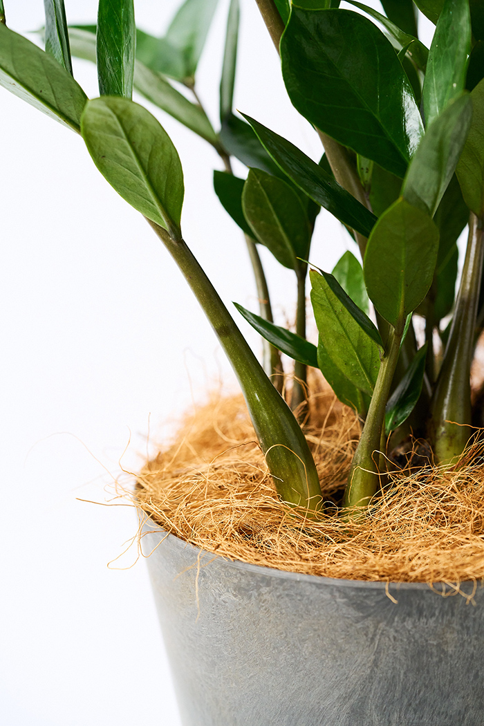 観葉植物 ザミオクルカス（4号鉢）｜HanaPrime（ハナプライム）