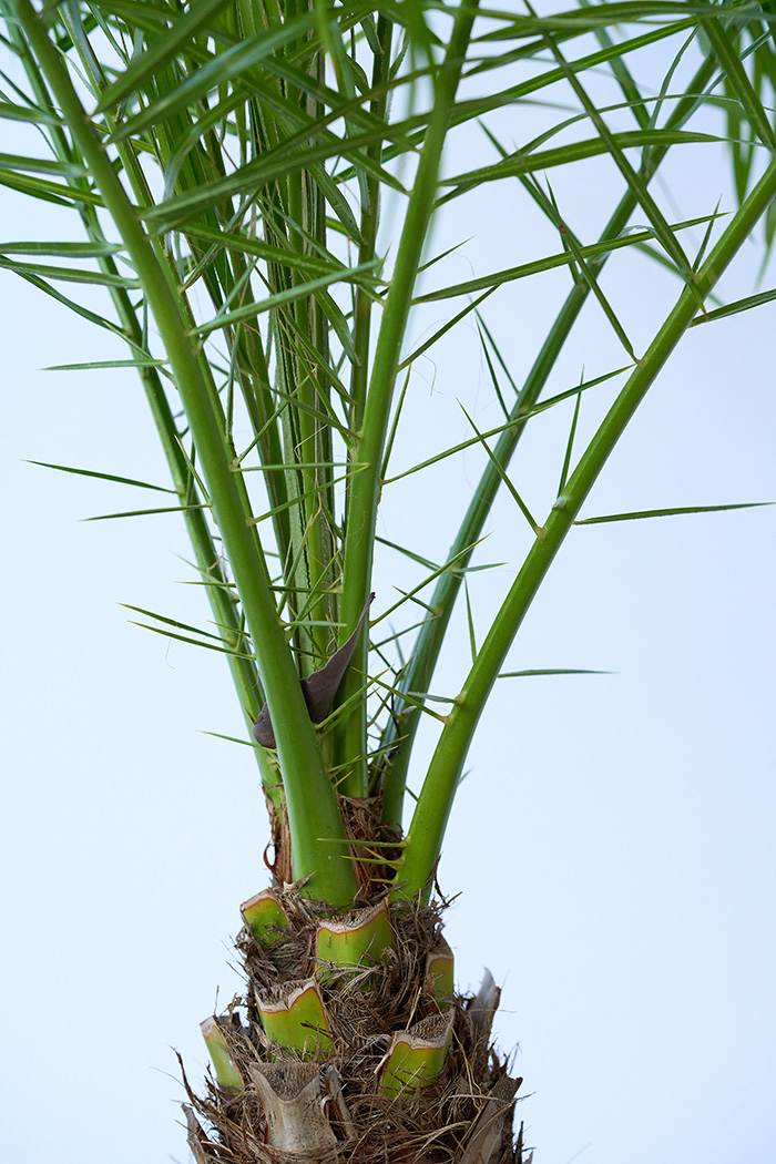 観葉植物 フェニックスロベレニー 一点もの（B）（8号鉢）の写真7枚目