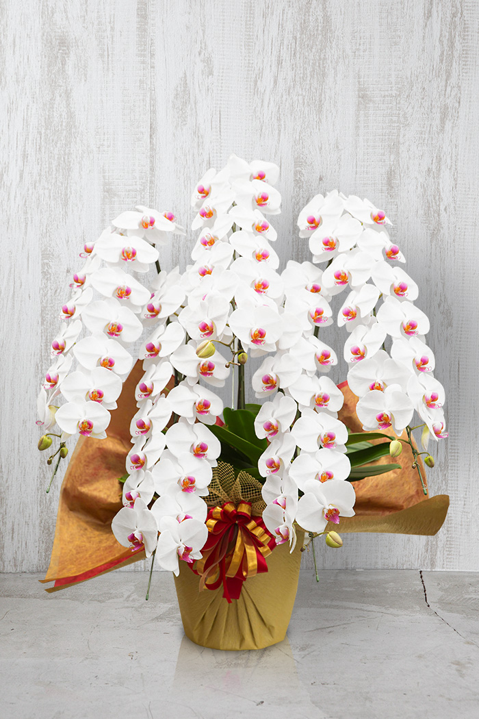 胡蝶蘭 大輪 80輪～90輪 5本立ち 赤リップの写真1枚目