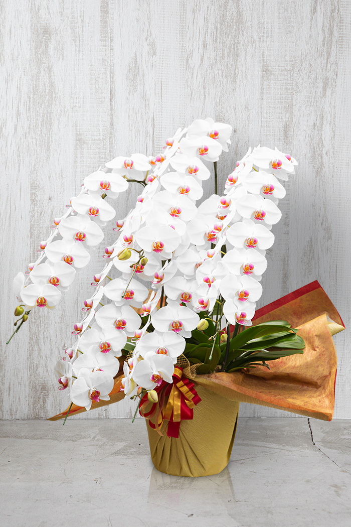 胡蝶蘭 大輪 80輪～90輪 5本立ち 赤リップ