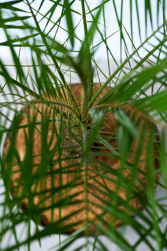 観葉植物 フェニックスロベレニー 一点もの（C）（8号鉢）の写真8枚目