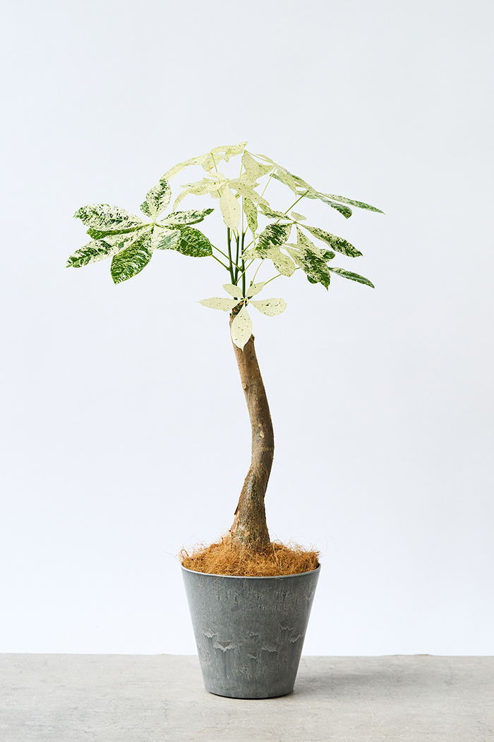 観葉植物 パキラ ミルキーウェイ（6号鉢）の写真1枚目