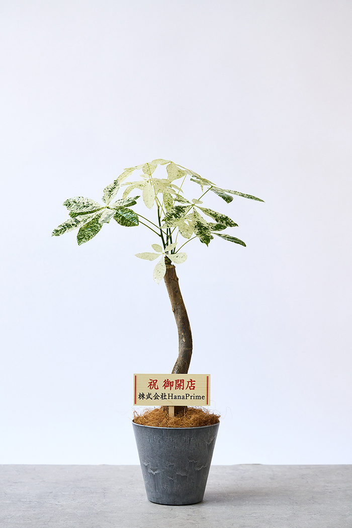 観葉植物 パキラ ミルキーウェイ（6号鉢）