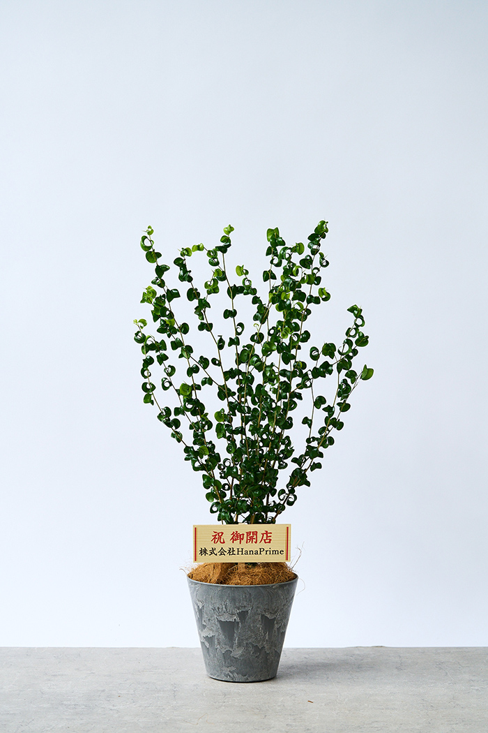 観葉植物 フィカス ベンジャミンバロック（6号鉢）