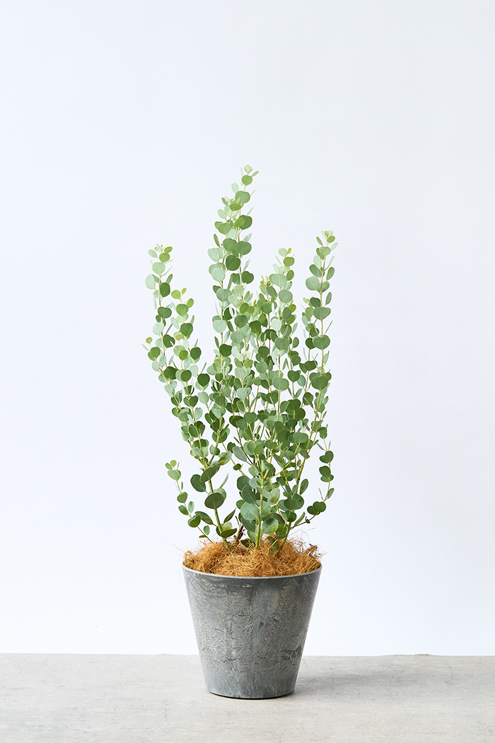 観葉植物 ユーカリ オルビフォリア