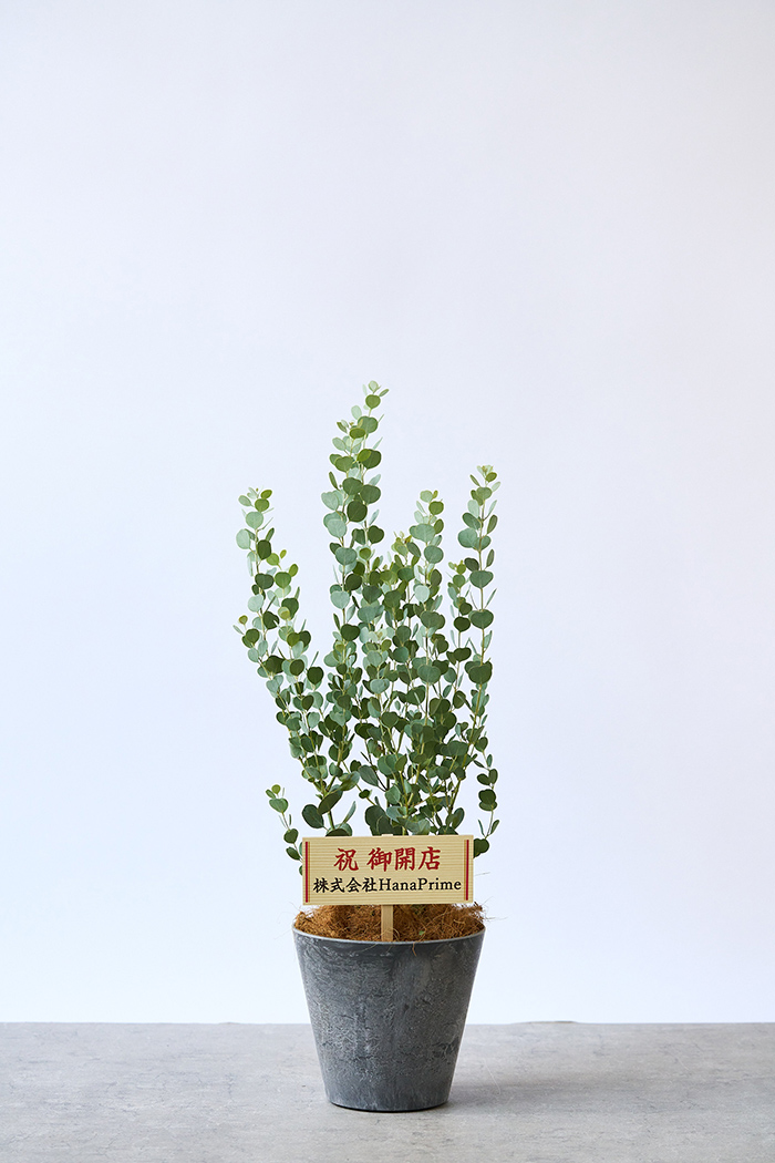 観葉植物 ユーカリ オルビフォリア（6号鉢）