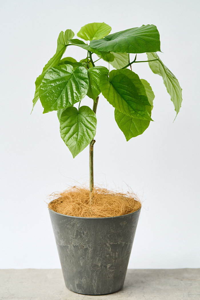 フィカス 。観葉植物。鉢ごと無料で発送致します。 フィカス 。観葉植物。鉢ごと無料で発送致します。
