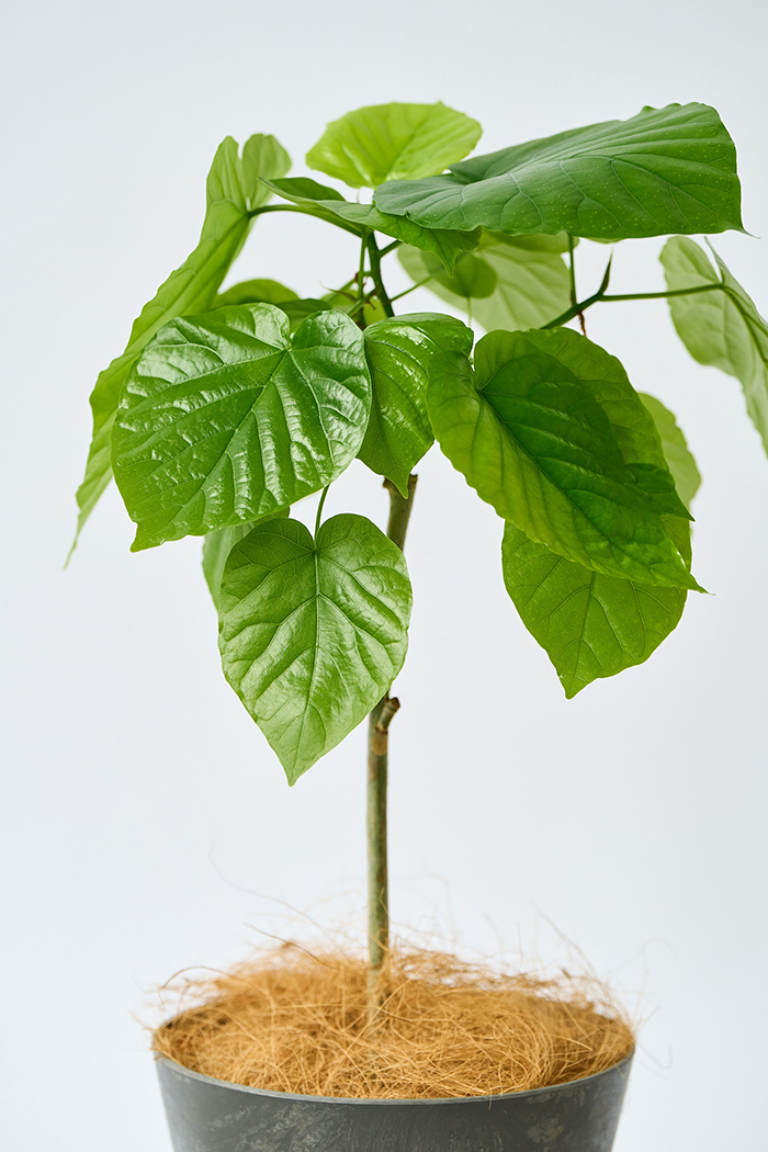 観葉植物 フィカス ウンベラータ（6号鉢）の写真6枚目