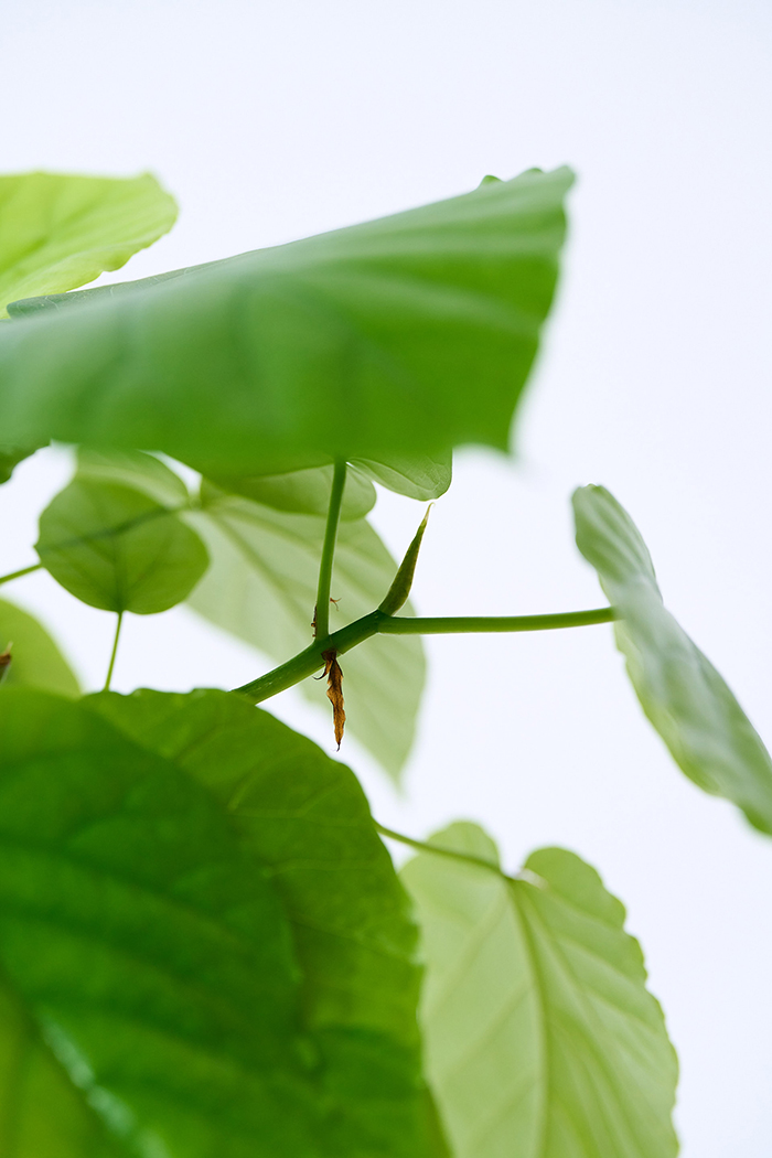 観葉植物 フィカス ウンベラータ（6号鉢）の写真8枚目