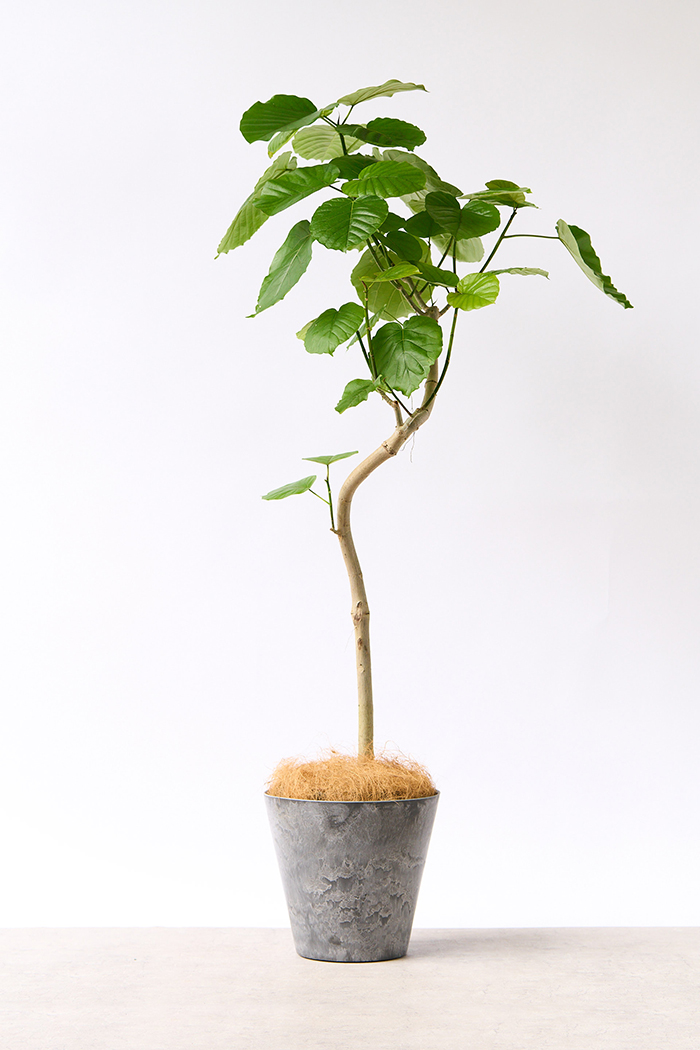 観葉植物 フィカス ウンベラータ曲がり