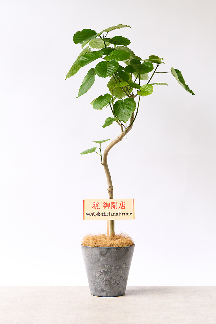 観葉植物 フィカス ウンベラータ曲がり（8号鉢）