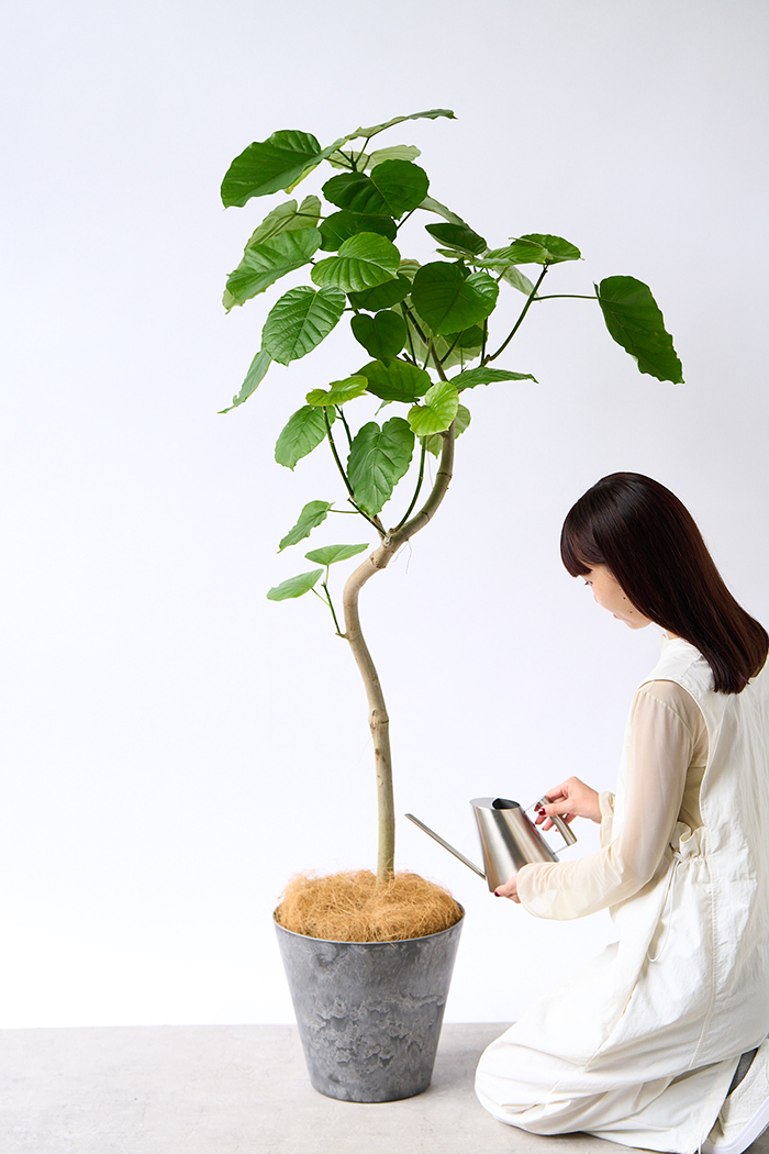 観葉植物 フィカス ウンベラータ曲がり（8号鉢）