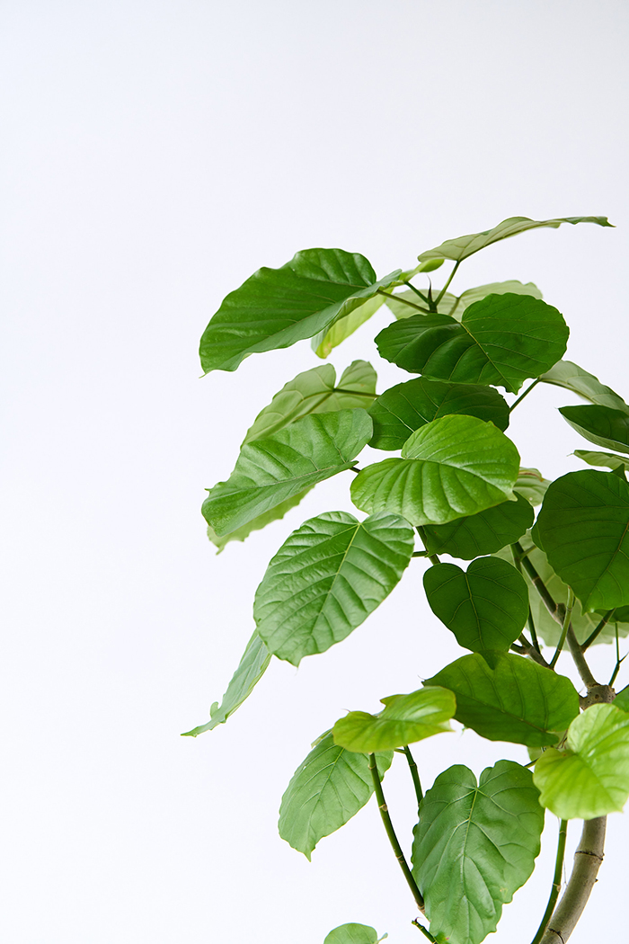 観葉植物 フィカス ウンベラータ曲がり(8号鉢)|HanaPrime 観葉植物 フィカス ウンベラータ曲がり(8号鉢)|HanaPrime
