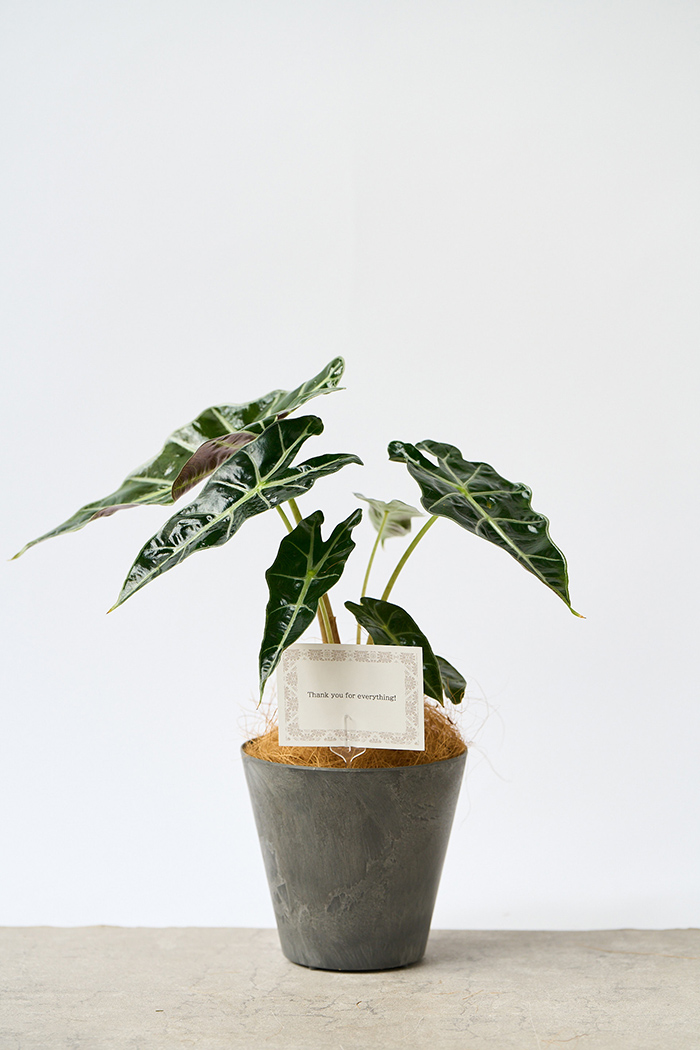 観葉植物 アロカシア アマゾニカ（4号鉢）