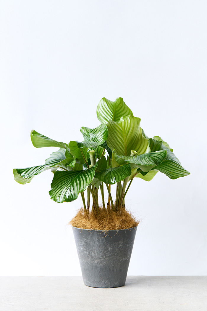 観葉植物 カラテア オルビフォリア（8号鉢）