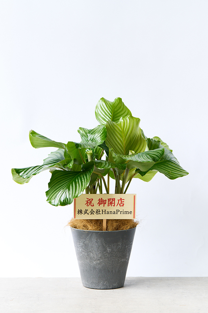 観葉植物 カラテア オルビフォリア（8号鉢）