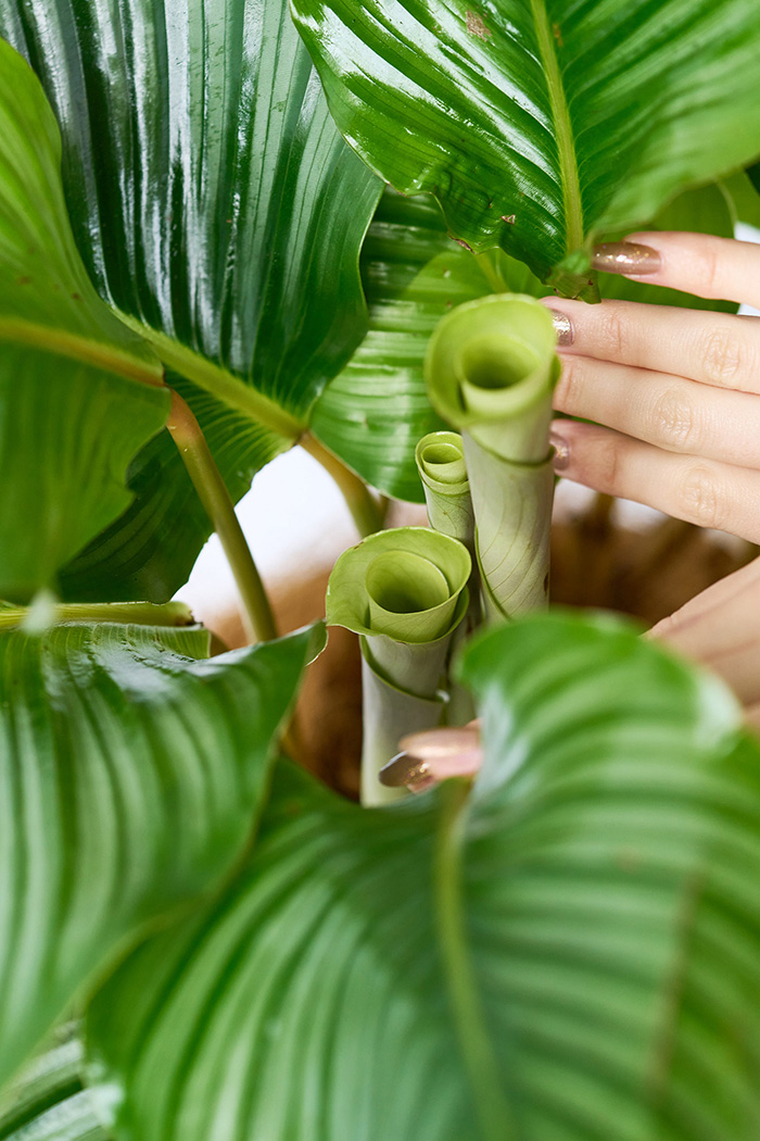 観葉植物 カラテア オルビフォリア（8号鉢）の写真5枚目