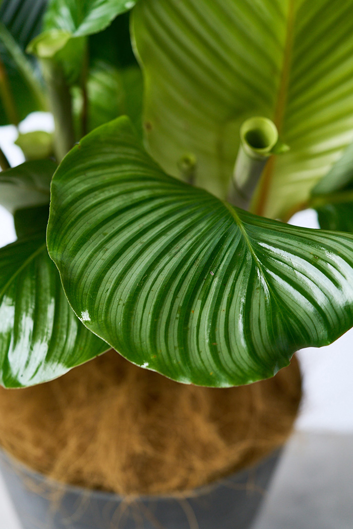 観葉植物 カラテア オルビフォリア（8号鉢）の写真7枚目