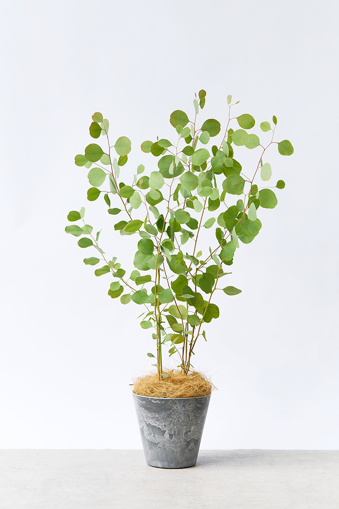 観葉植物 ユーカリ ポポラス（6号鉢）
