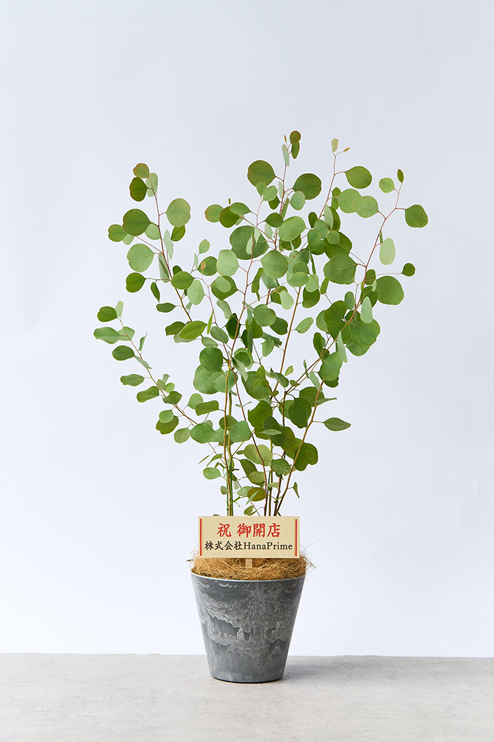 観葉植物 ユーカリ ポポラス（6号鉢）