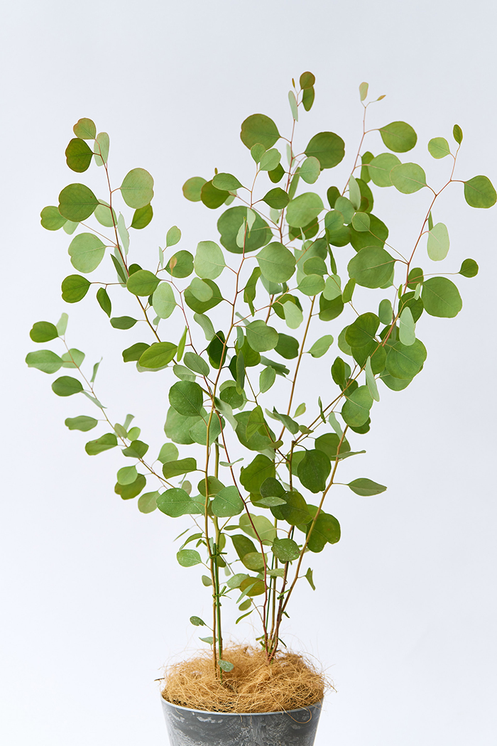 観葉植物 ユーカリ ポポラス（6号鉢）｜HanaPrime（ハナプライム）