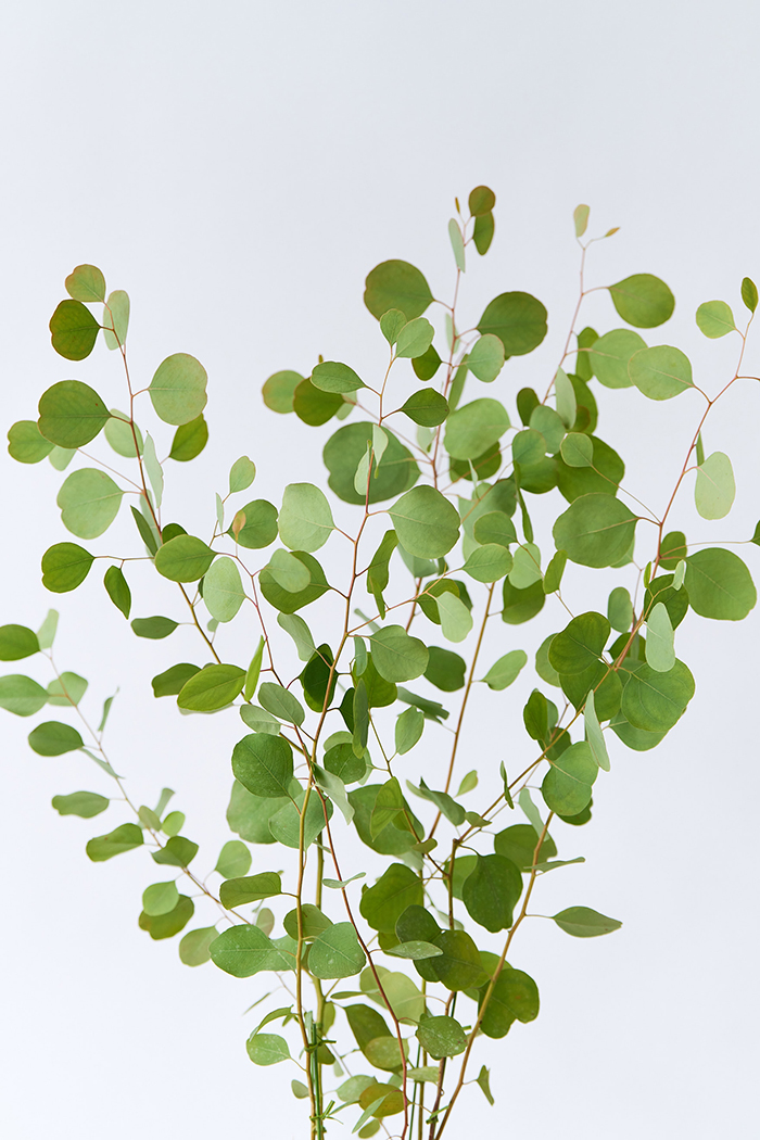 観葉植物 ユーカリ ポポラス（6号鉢）｜HanaPrime（ハナプライム）