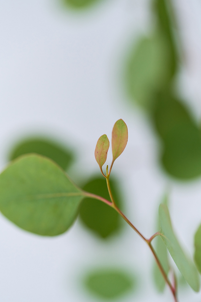 観葉植物 ユーカリ ポポラス（6号鉢）の写真7枚目