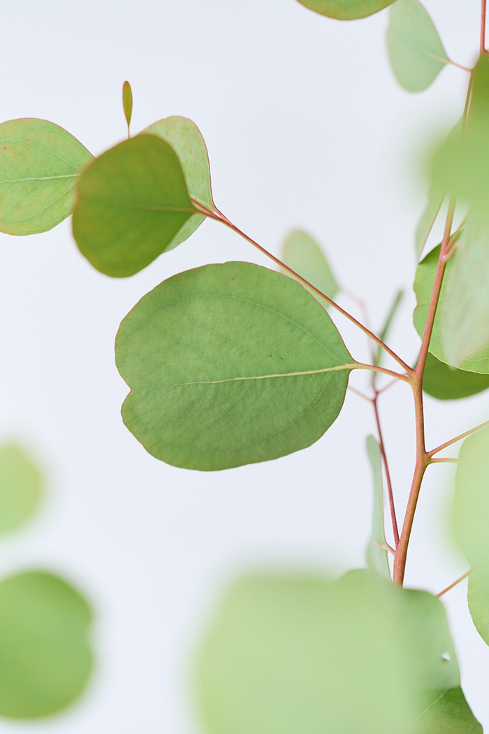 観葉植物 ユーカリ ポポラス（6号鉢）の写真8枚目