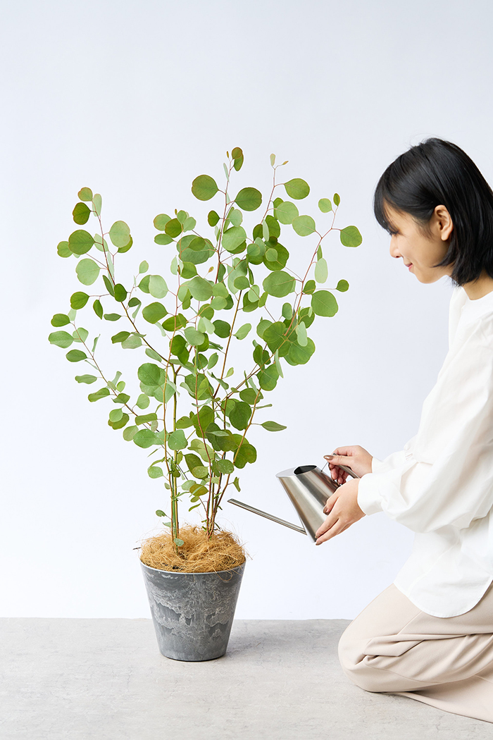 観葉植物 ユーカリ ポポラス（6号鉢）の写真9枚目